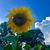 Debbie West White's profile image