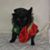 Suzanne Steffan's profile image