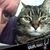 Chris Koudouris's profile image