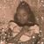 Gina Blizzard-Waithe's profile image