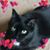Tonya L Karlstad's profile image