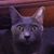 Veda Renfrow's profile image