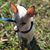 Meo Iu's profile image