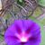Janet Burrows Biernacki's profile image