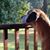 Rachel L. Hawkins's profile image