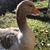 Angie Westall's profile image