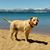 Craig Swope's profile image
