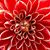 Natalie Giittinger's profile image