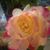 Cindy Holliday Distefano's profile image