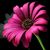 Daisy Brisco's profile image