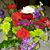 Viola Linster-Hall's profile image