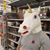 Rob Lindt's profile image
