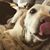 Nina Corelli's profile image