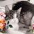 Connie Sue Daugherty Pisor's profile image