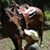Suzie Winslow-King's profile image