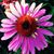 Michelle Aldridge's profile image