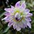 Pam Morton Brannick's profile image