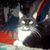 Lorie Arauxo's profile image