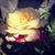Diana Tsurova's profile image