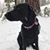 Gianina Bravo Williams's profile image