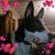 Amy Heathcoat Lee's profile image