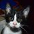 Regine Brindle's profile image