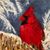 Roseann Clemente Metrinko's profile image