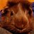 Cindy Russo's profile image