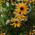 Margaret Dennis's profile image