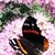 Joanne Henzel's profile image