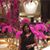 Shalini Susan Koshy's profile image