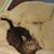 Jennifer Potter-Campbell's profile image