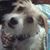 Liz Thibodeaux Motes's profile image