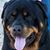 Dena Michelle Creamer's profile image