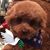 Patricia Tommillo's profile image
