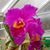Diane Soares's profile image