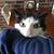 Christopher Lalor's profile image