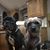 Stacy Vandeginste Krewson's profile image
