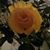 Sue Williams's profile image