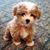 Pepper V Love's profile image