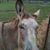 Wayne Collins's profile image