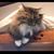 Marion Pound's profile image