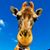 Sussie Atchley's profile image