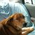 Linda D'Anna's profile image