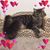 Linda Sass Mauro's profile image