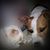 David Leeper's profile image