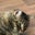 Raz G's profile image
