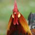 Lorena L.'s profile image