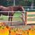 Bonnie D Brooks's profile image