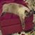 Liz Wegznek Hallahan's profile image